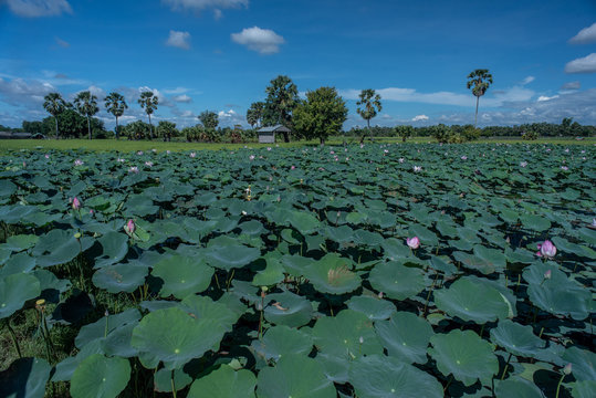 Water lilies in a pond, Cambodia 