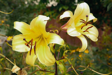 A yellow Lily Bud bloomed in the Park close-up .Texture or background