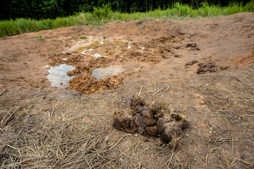 Tropical Rainforest, Animal, Animal Dung, Animal Wildlife, Autumn
