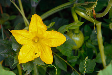 A yellow pumpkin blossomed in the open air .Texture or Background