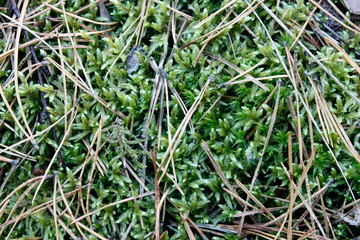 dew on grass
