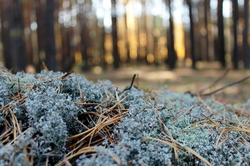 leaves in snow