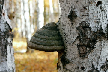 fungus on a tree