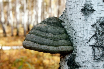 fungus on the tree