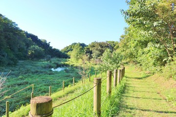 Fototapeta na wymiar 空　森　道　秋　小さい池　杤木