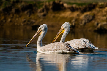 dalmatian pelican or pelecanus crispus mating pair swimming in water during winter migration time...