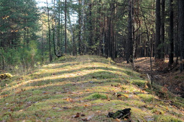 path in the forest
