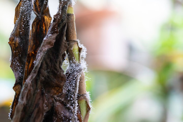 Dry leaf and mold close up