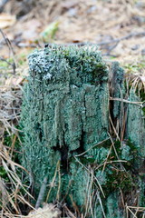 moss on tree trunk