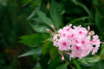 Pink Phlox bloomed in the garden in summer.Texture or background