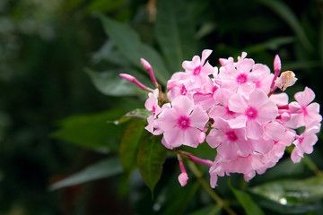 In the Park in the summer bloomed pink Phlox.Texture or background