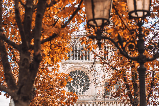 View of the facade details of Notre Dame through red-yellow autumn trees - round window openings