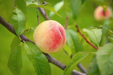 On a peach tree hangs a peach closeup.Texture or background