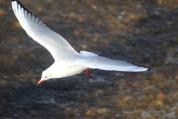 gull