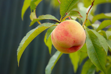 In the garden on the branch of a peach tree hangs and ripens peach.Texture or background