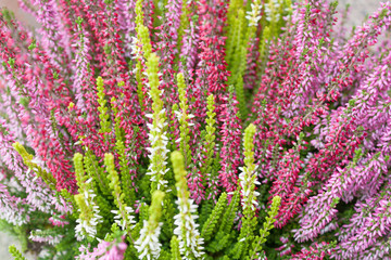 Heather flowery bushes on the field. Late autumn blossom, pink Calluna plant