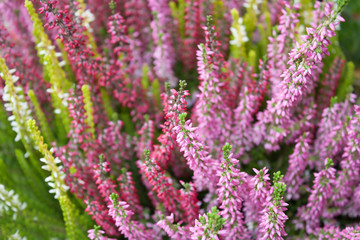 Blooming colorful heather in the meadow. Autumn honey flowering plant. Flowers of provence. Calluna bushes. Selective focus