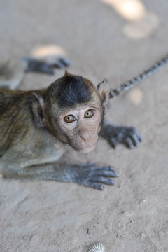 Young captive monkey in Asia 