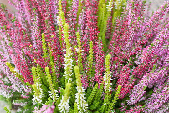 Heather flowery bushes on the field. Late autumn blossom, pink Calluna plant