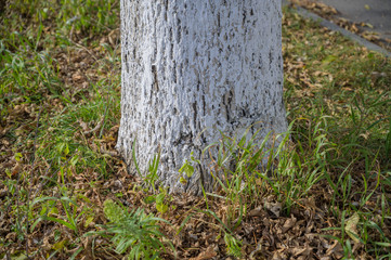 Painted tree trunk. Autumn.