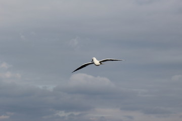 gull