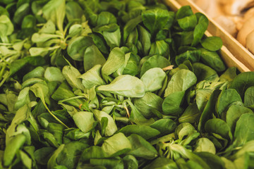 Closeup of Fresh Spinach Leaves - Fruit Rural Market