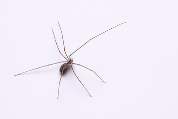 Daddy long legs, spider close up side view