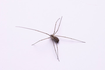Daddy long legs, spider close up dorsal view
