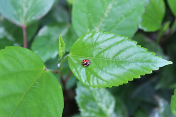 Leaf with Live
