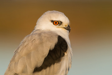 black shouldered kite - portrait 