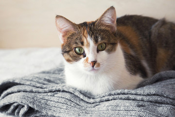 Domestic calico cat close up