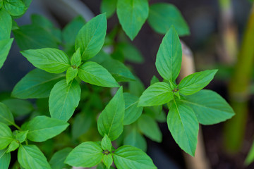 Green leaves