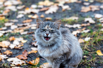 Naklejka na ściany i meble A disgruntled, grinning cat on a blurred background of autumn leaves. Selective focus.