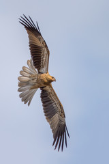 Whistling kite - Western Treatment Plant