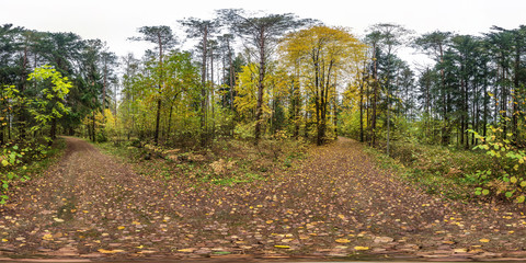 full seamless spherical hdri panorama 360 degrees  angle view on pedestrian road in autumn forest...