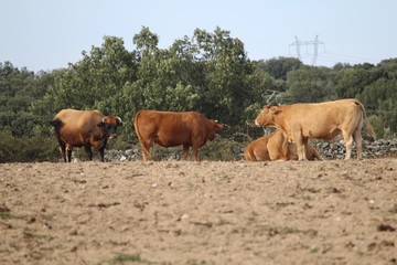 Obraz premium Beautiful photo of cows of great size and weight