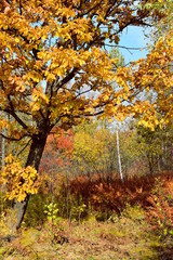 Fototapeta na wymiar October forest bright day.