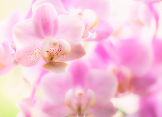 Obraz na płótnie Canvas Orchidee, Orchideenblüten, zart, pastell
