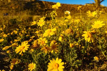 Yellow flowers on mediterranean coast