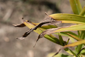Dry and burnt leaf, plant disease close up