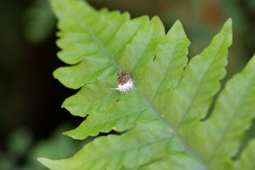 Disease on fern green leaves close up