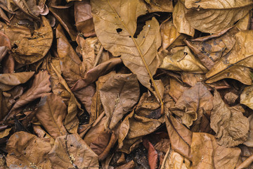 Full-frame image of dry leaves on the ground