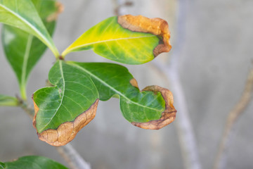 Dry leaf burnt and damaged by sunlight