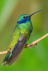 Sparkling Violet-ear - Colibri coruscans, beautiful green hummingbird with blue ears from Andean slopes of South America, Wild Sumaco, Ecuador.