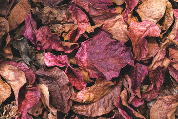 Full-frame images of purple dry leaves on the ground