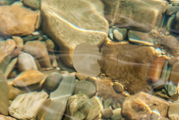 Sea bottom. Jellyfish.