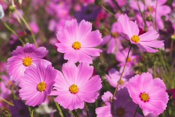 close-up of pink cosmos flowers plants