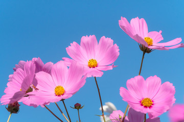 low angle view of pink cosmos flowers with the sky
