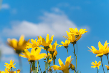 Fototapeta premium Close-Up Of Yellow Flowering Plants Against Sky
