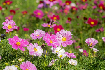 Obraz na płótnie Canvas close-up of pink cosmos flowers plants